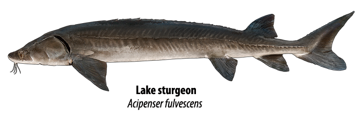 Lake sturgeon