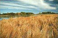 A marsh wetland on a partly cloudy day.