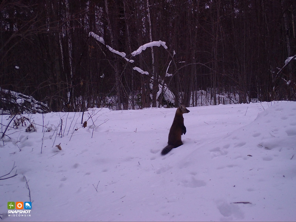 A marten perches in the snow and looks to the right.