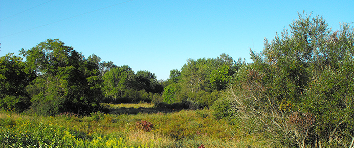 Morgan Marsh Wildlife Area