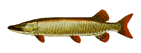 Musky illustration