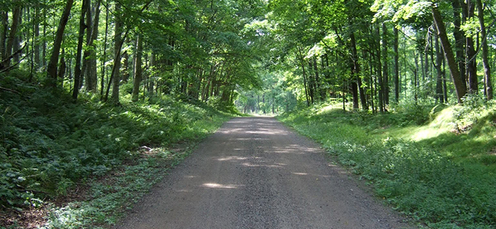 A photo taken of a New Wood Wildlife Area trail path.