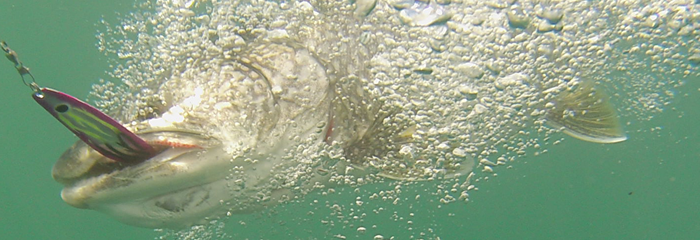 Lake trout underwater