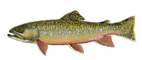 Brook trout illustration