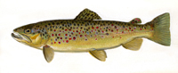 Brown Trout