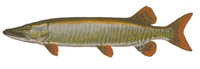 Muskellunge illustration