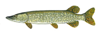 Northern pike illustration