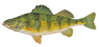 Yellow perch illustration