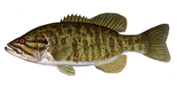 smallmouth illustration