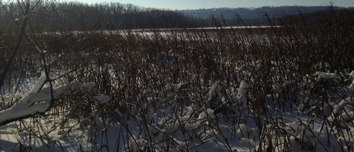 Pierce County Islands Wildlife Area