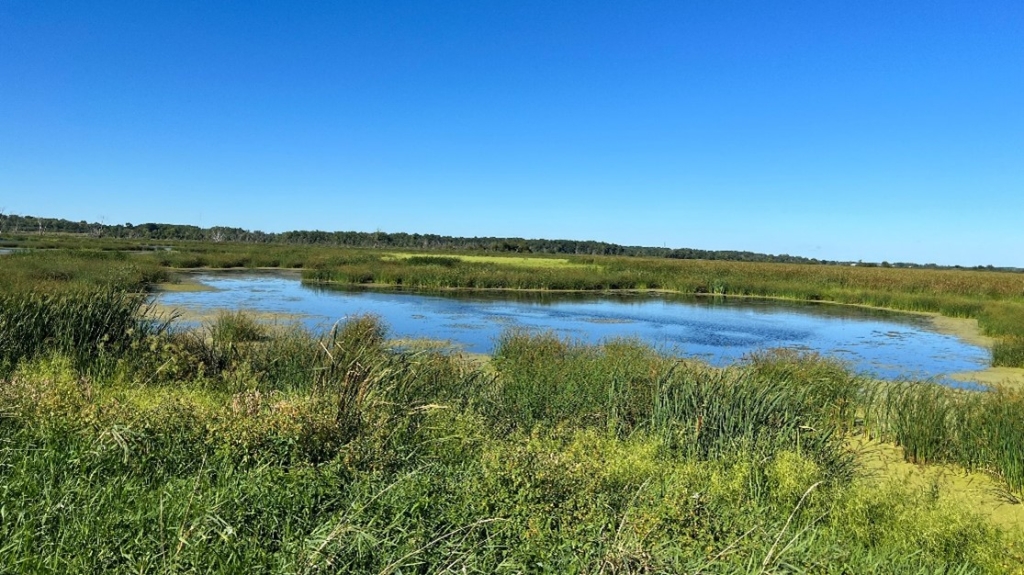 A pond in the sunlight at Princes Point Wildlife Area