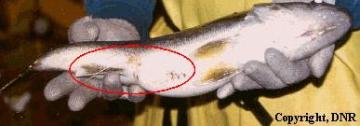 antenna in fish