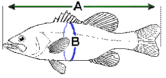 Measuring a fish