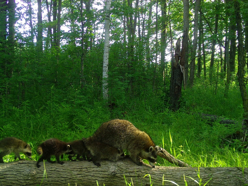 Racoon and her babies