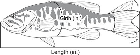 Measuring a Fish