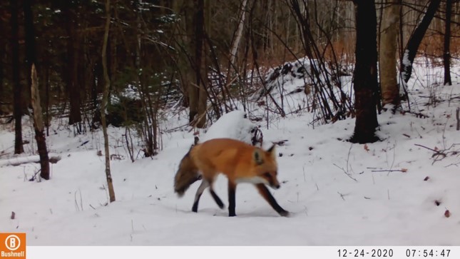 A fluffy red fox trots through winter snow.