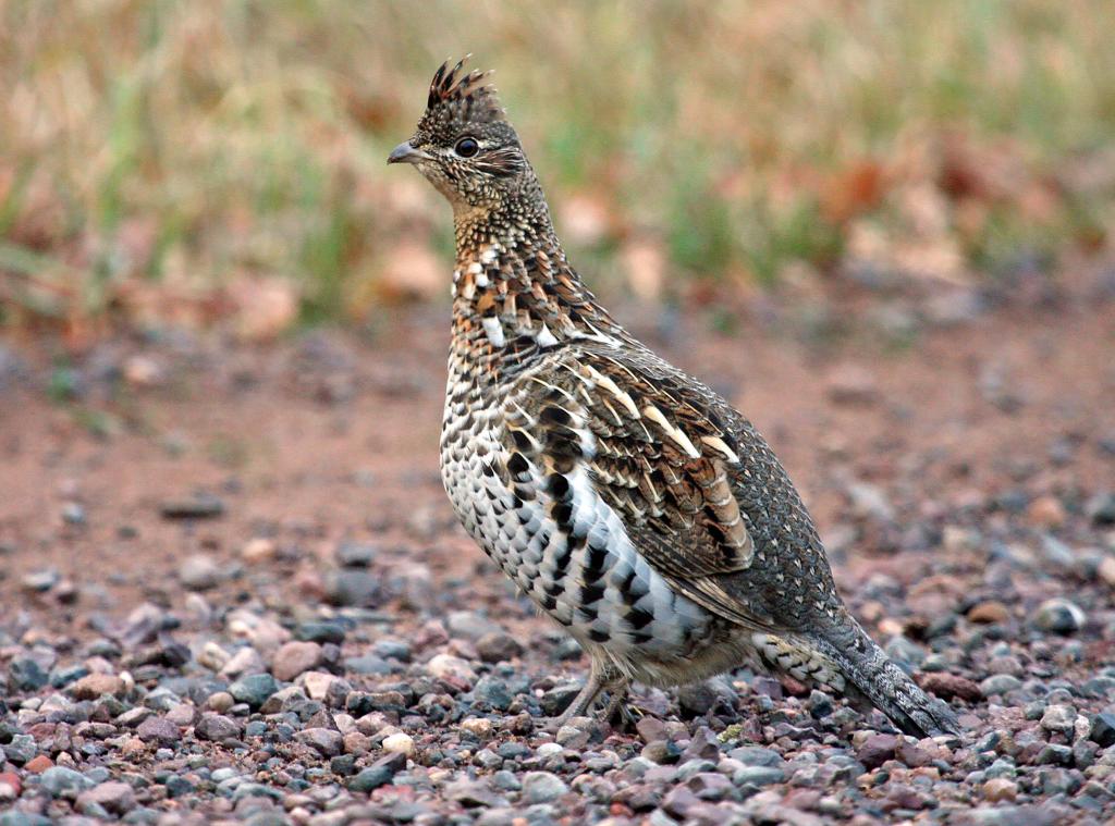 ruffed grouse stands in road - Ryan Brady