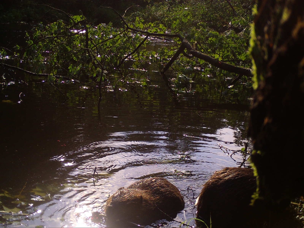 Beavers dismantling a tree