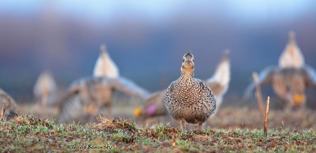 female sharp-tailed grouse