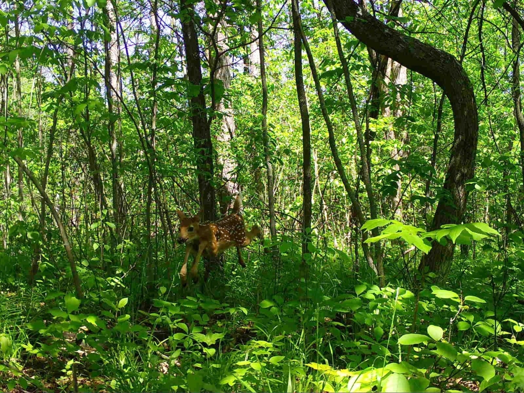 Fawn jumping through the foliage in Sheboygan County