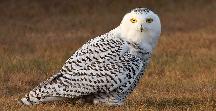 Snowy owl