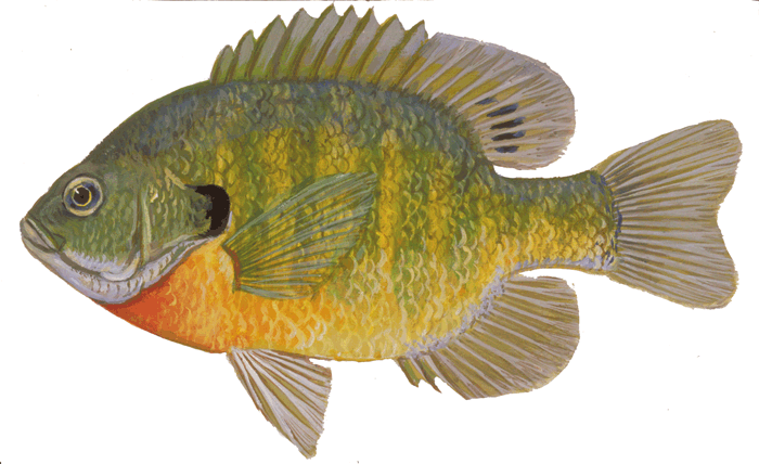 Bluegill