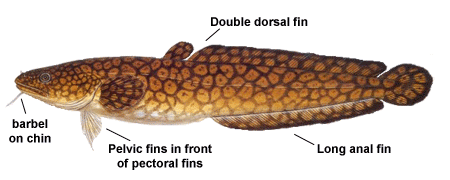 burbot characteristics