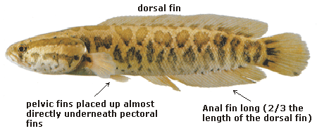 snakhead characteristics