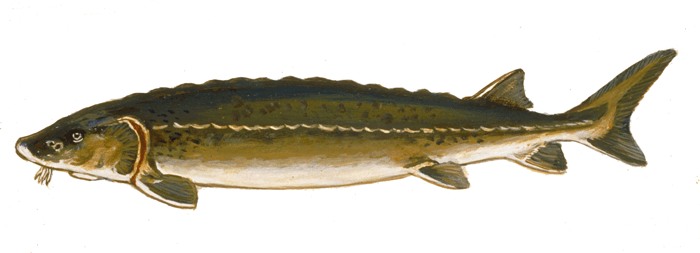 Lake sturgeon