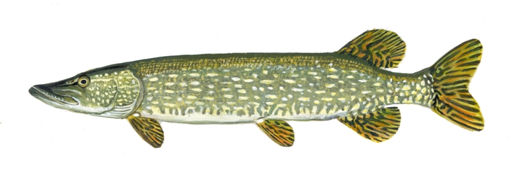 Northern pike illustration