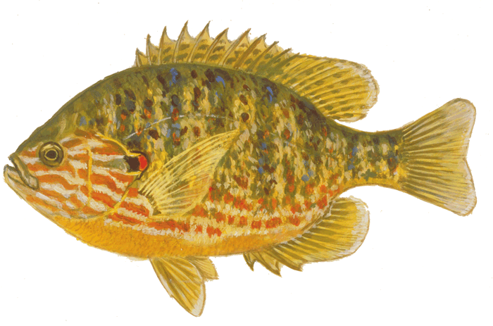 Pumpkinseed