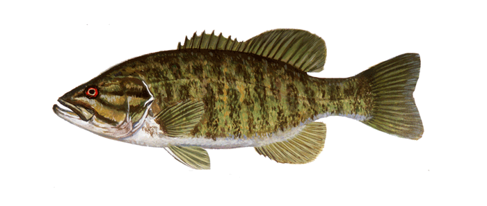 smallmouth bass