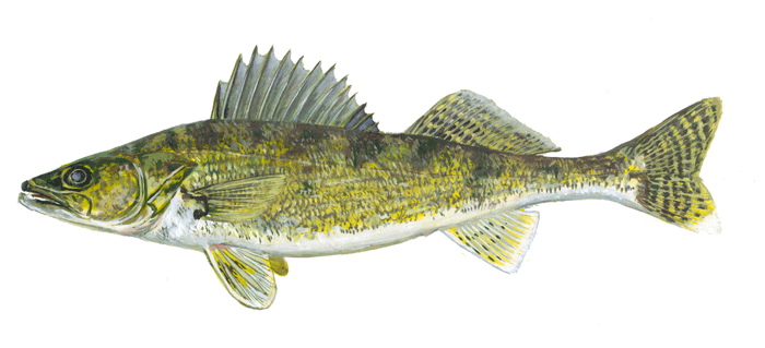 walleye illustration