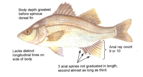 white perch characteristics