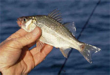 white perch in hand