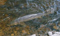 lake sturgeon underwater