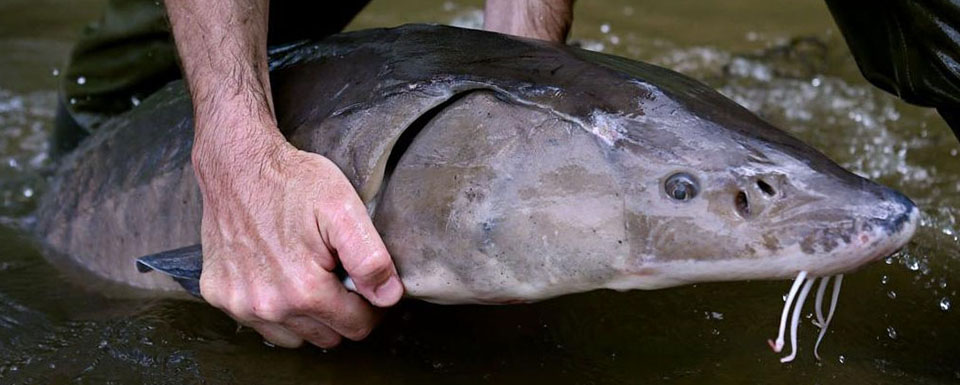 Lake sturgeon in hand