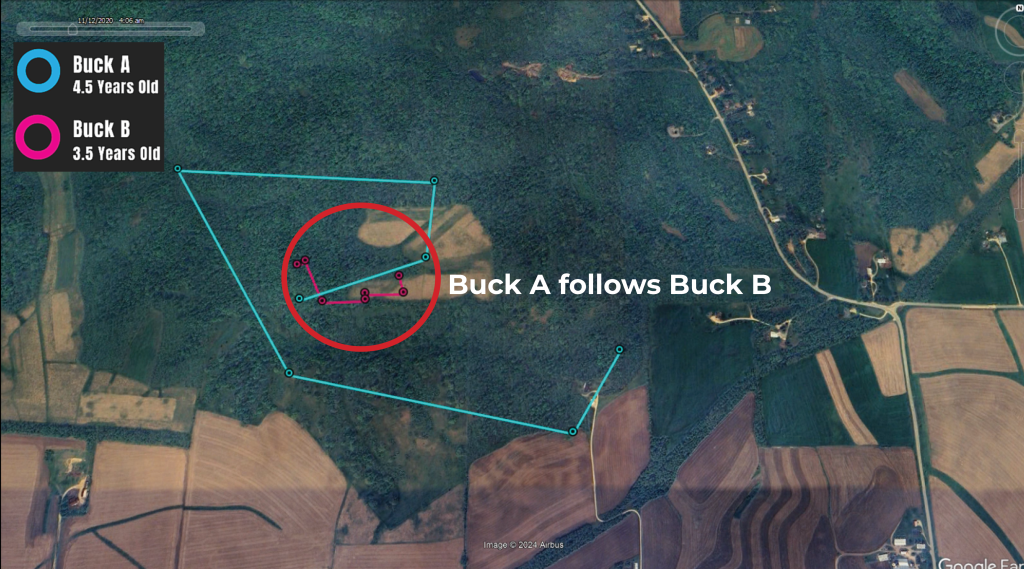 A screenshot of video showing blue and pink GPS points, with a red circle showing blue points (Buck A) following the pink (Buck B).