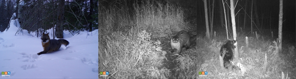 Three side by side images show left to right, a gray fox running through snow, an otter walking through grass at night, and a beaver chewing on a tree at night.