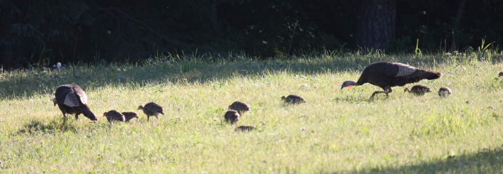 Wild turkey brood