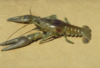 Rusty Crayfish