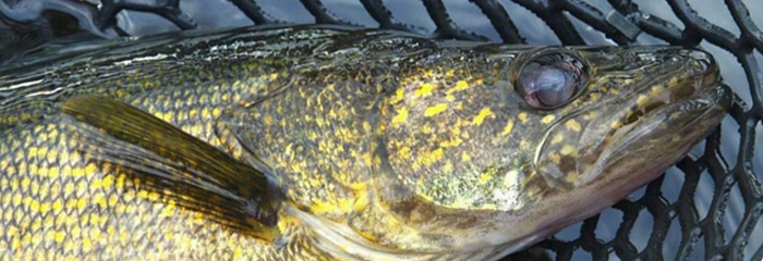 Walleye in net