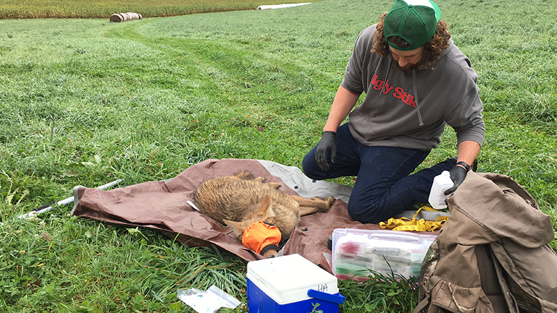 Measuring coyote