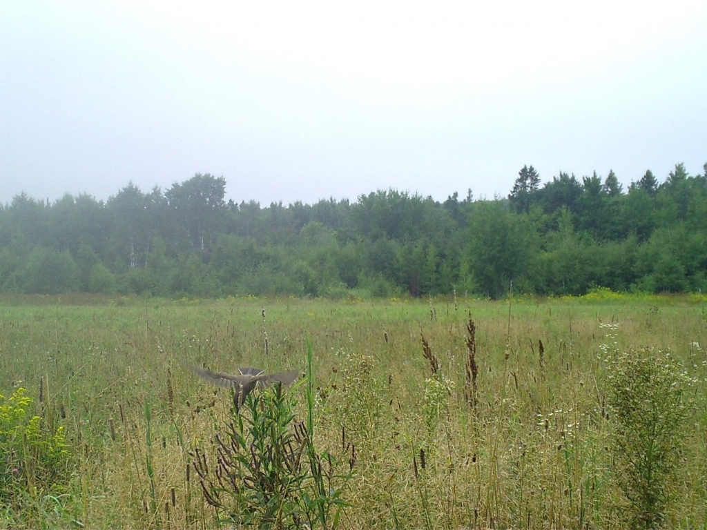 Western Kingbird in Sawyer County