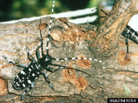 An adult Asian longhorned beetle. It's mostly black, with white spots.