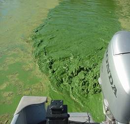 Green motorboat wake