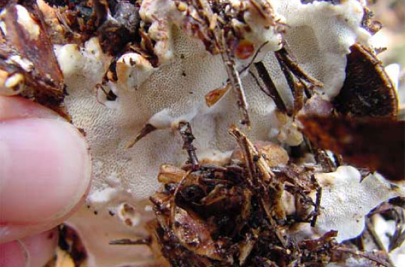 The underside of a fruit body. It's white, with twigs and leaf litter clinging to it.