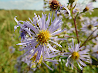 Aster