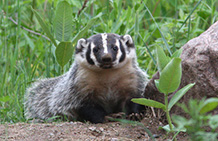 Badger