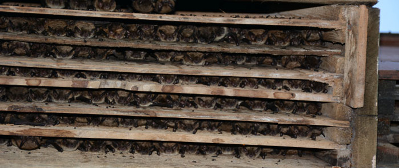 Little brown bats in bat house.